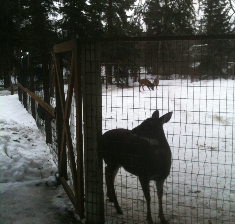 Sitka Black-tailed Deer Exhibit