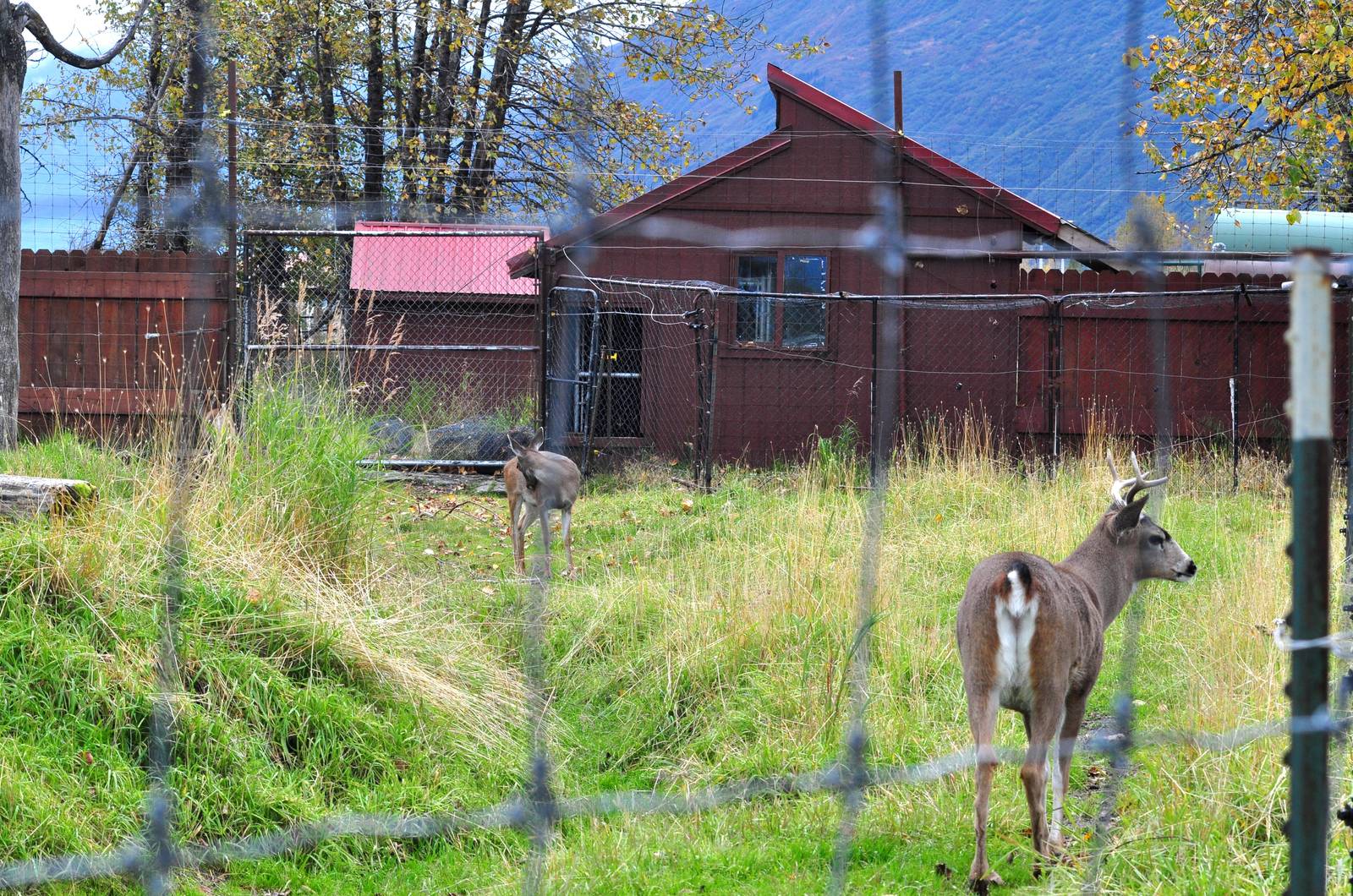 Sitka Black-tailed Deer Exhibit