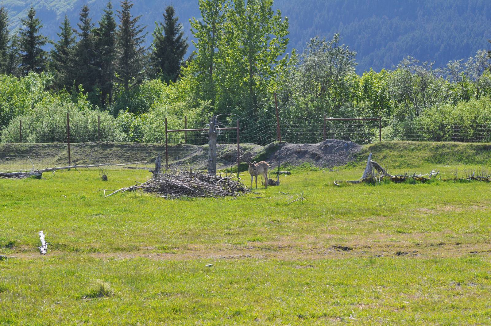 Sitka Black-tailed Deer Exhibit