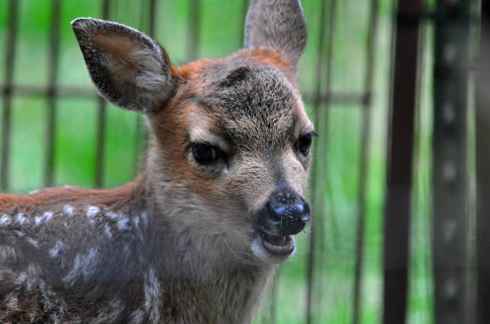 Sitka Black-tailed Deer Fawn