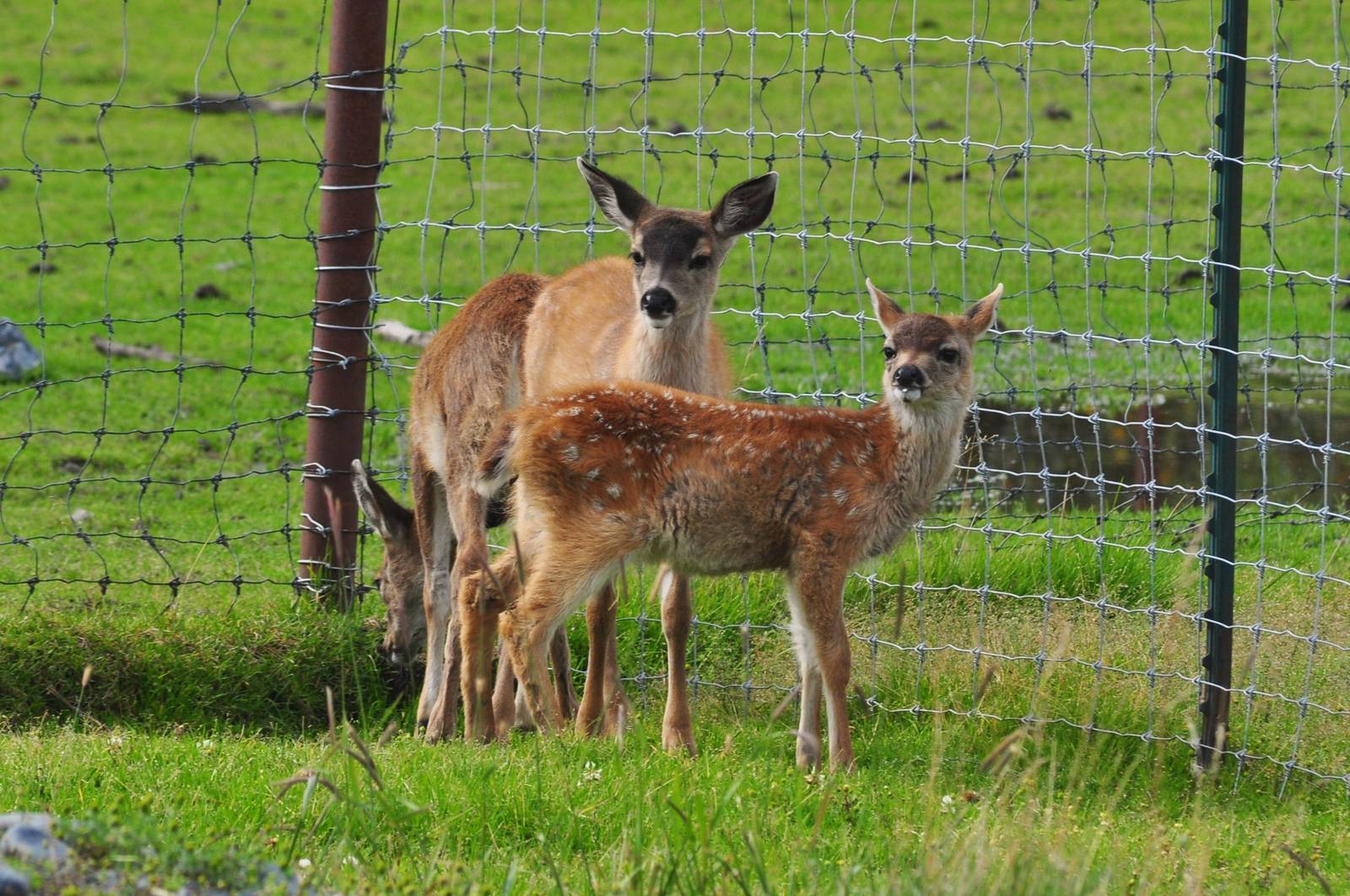 Sitka Black-tailed Deer fawns