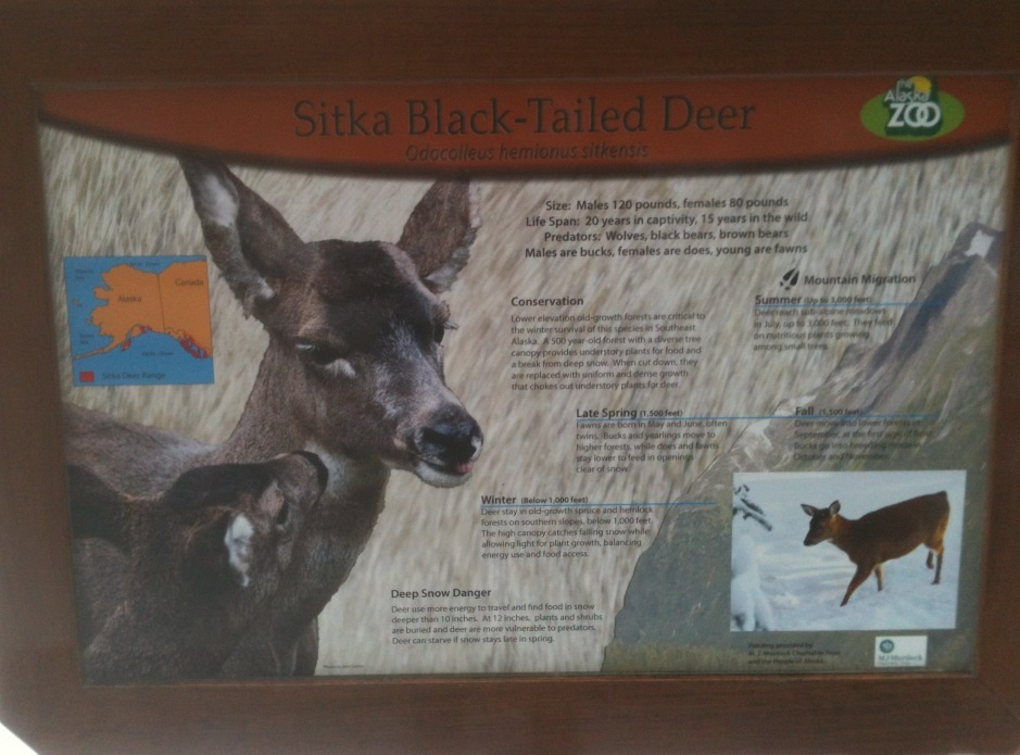 Sitka Black-tailed Deer Sign