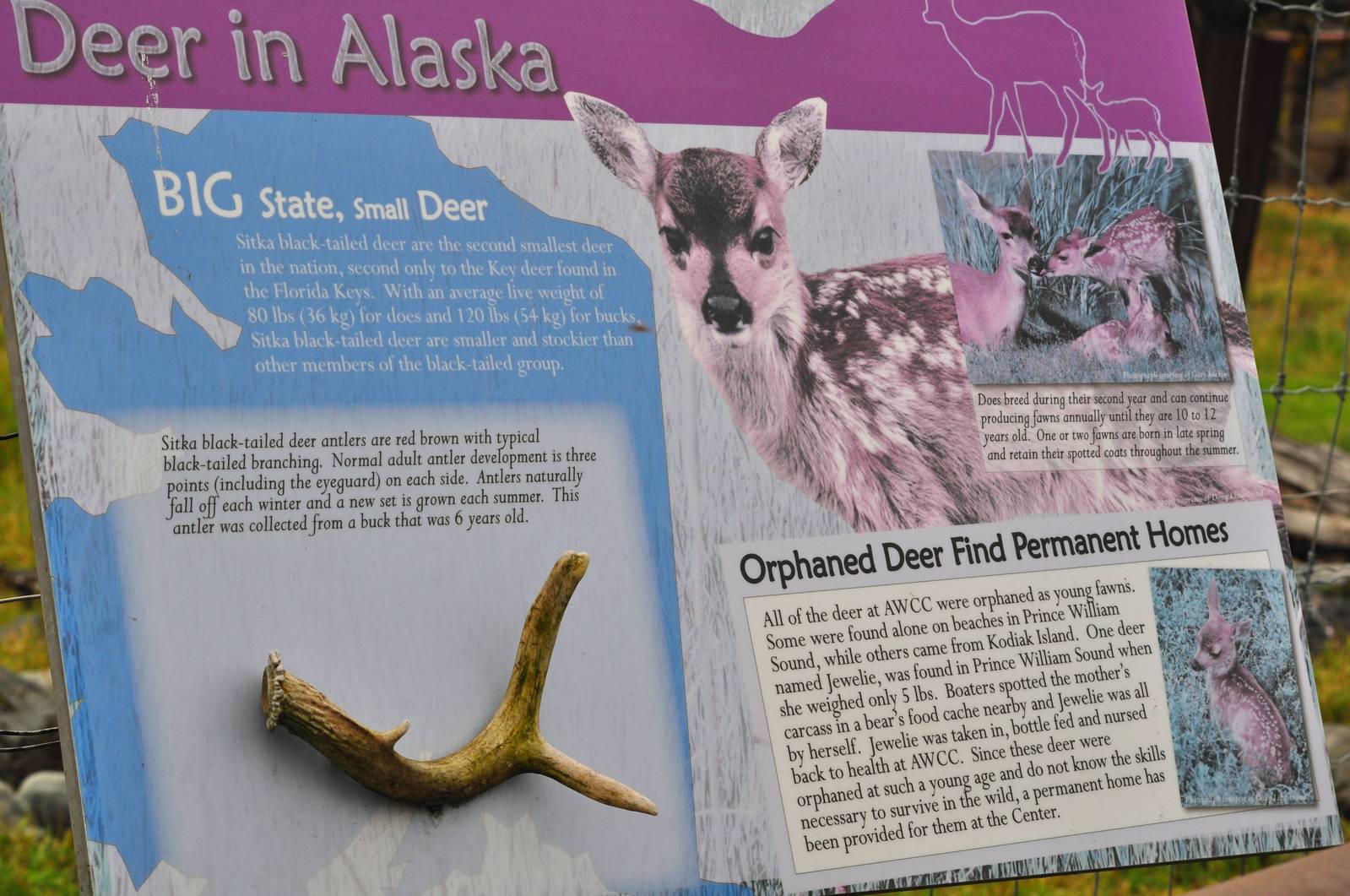 Sitka Black-tailed Deer Sign