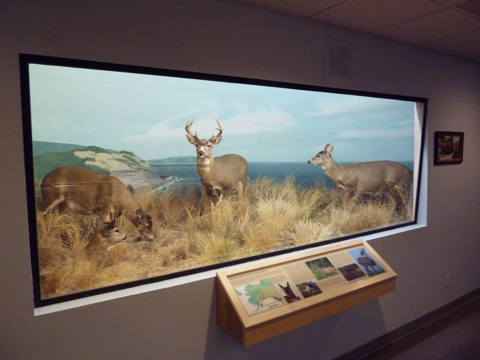 Sitka Black-Tailed Deer