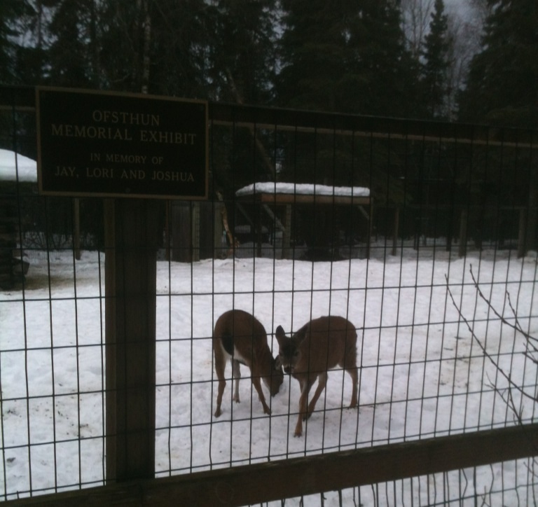 Sitka Black-tailed Deer