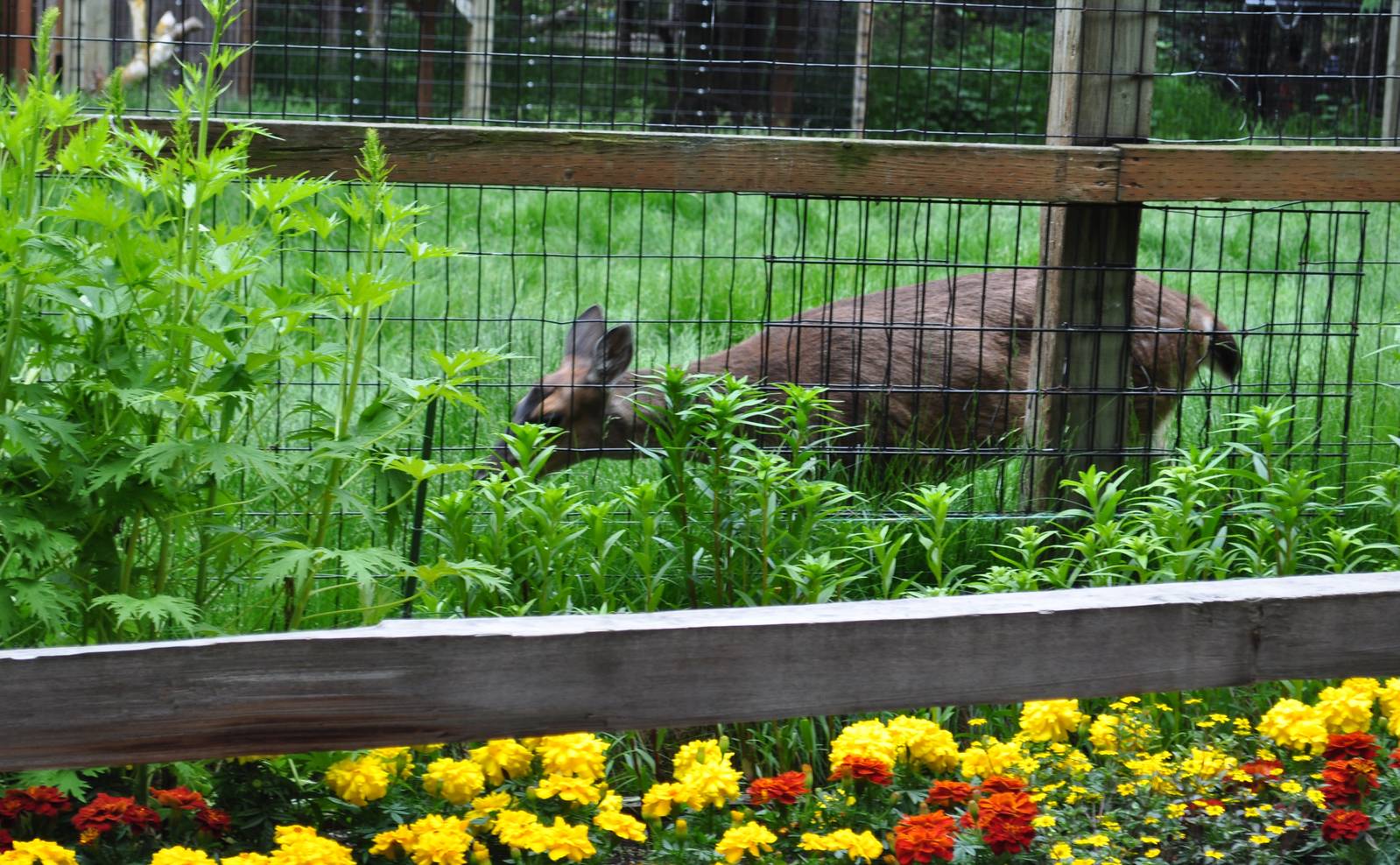 Sitka Black-tailed Deer