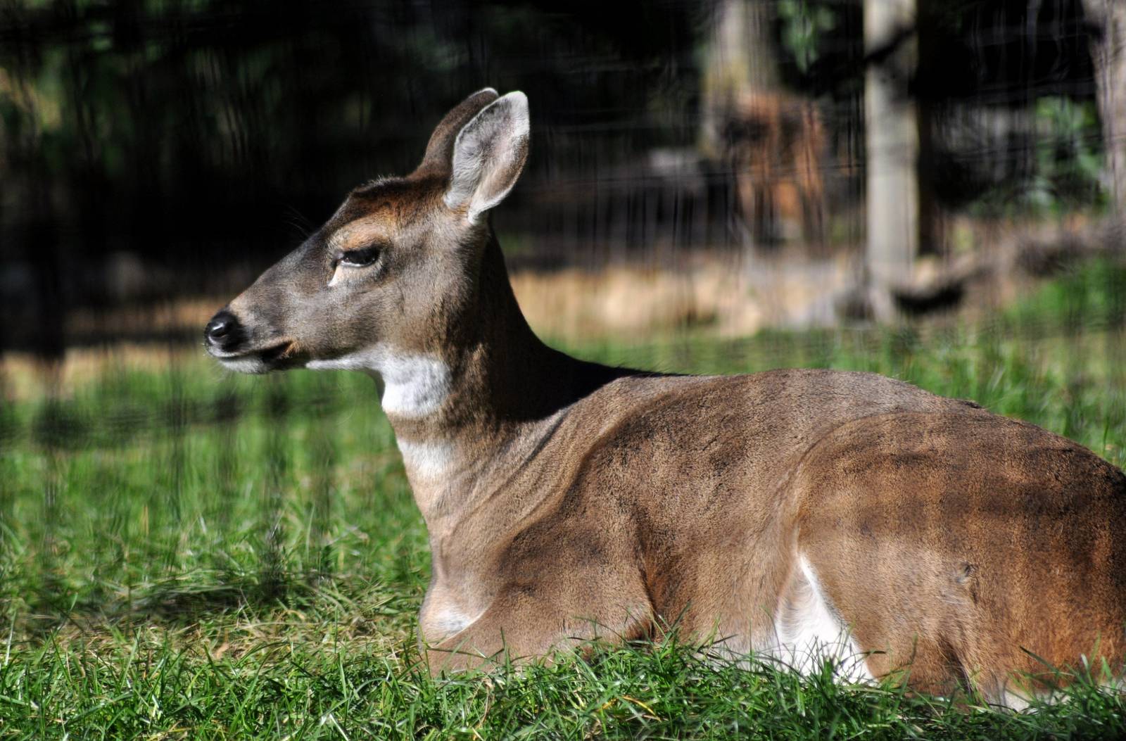 Sitka Black-tailed Deer