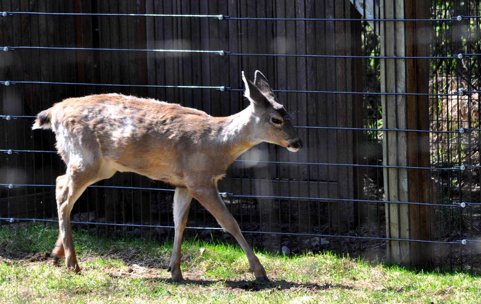 Sitka Black-tailed Deer