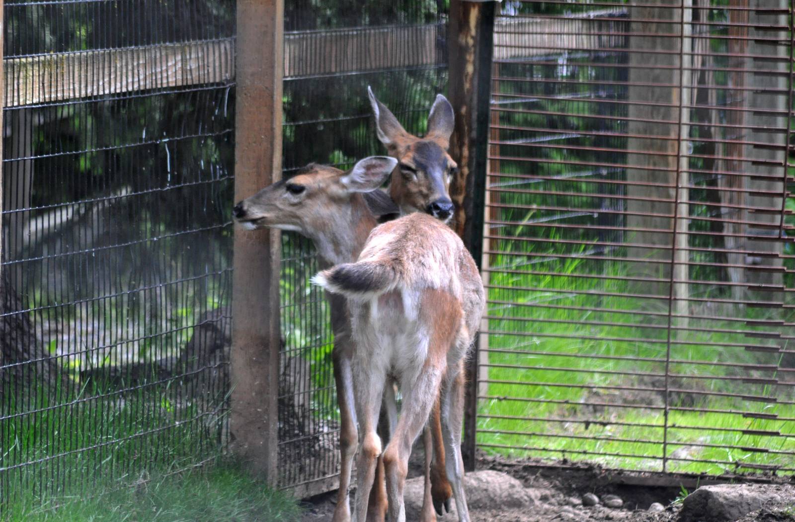 Sitka Black-tailed Deer