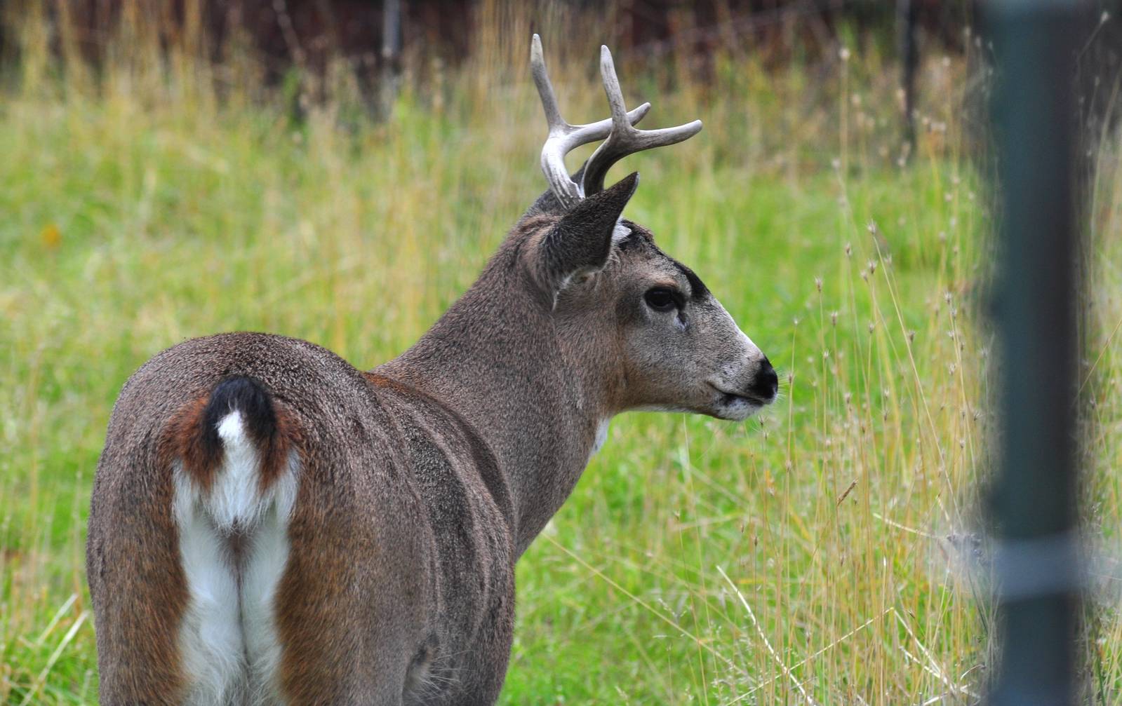 Sitka Black-tailed Deer.