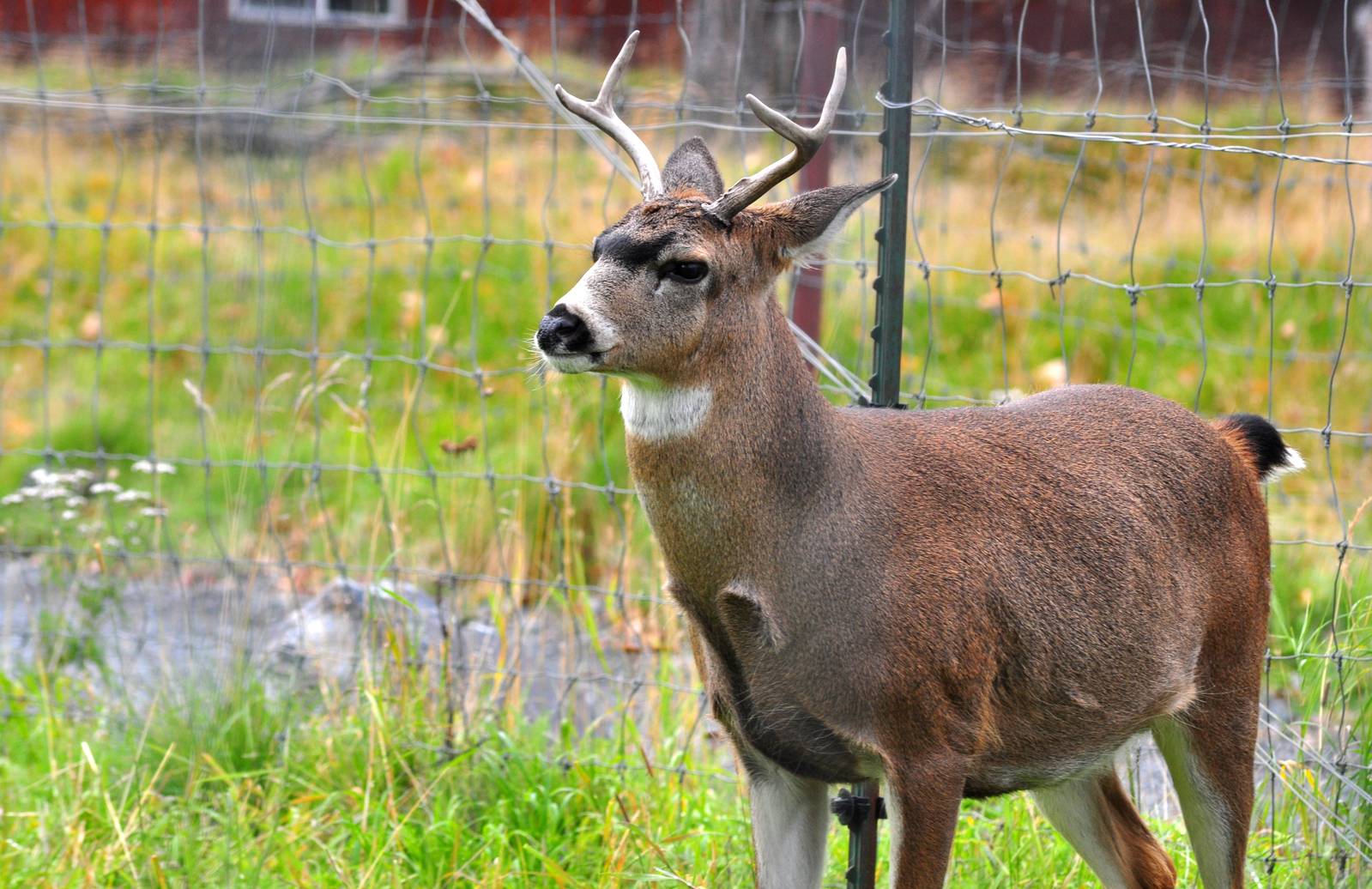 Sitka Black-tailed Deer