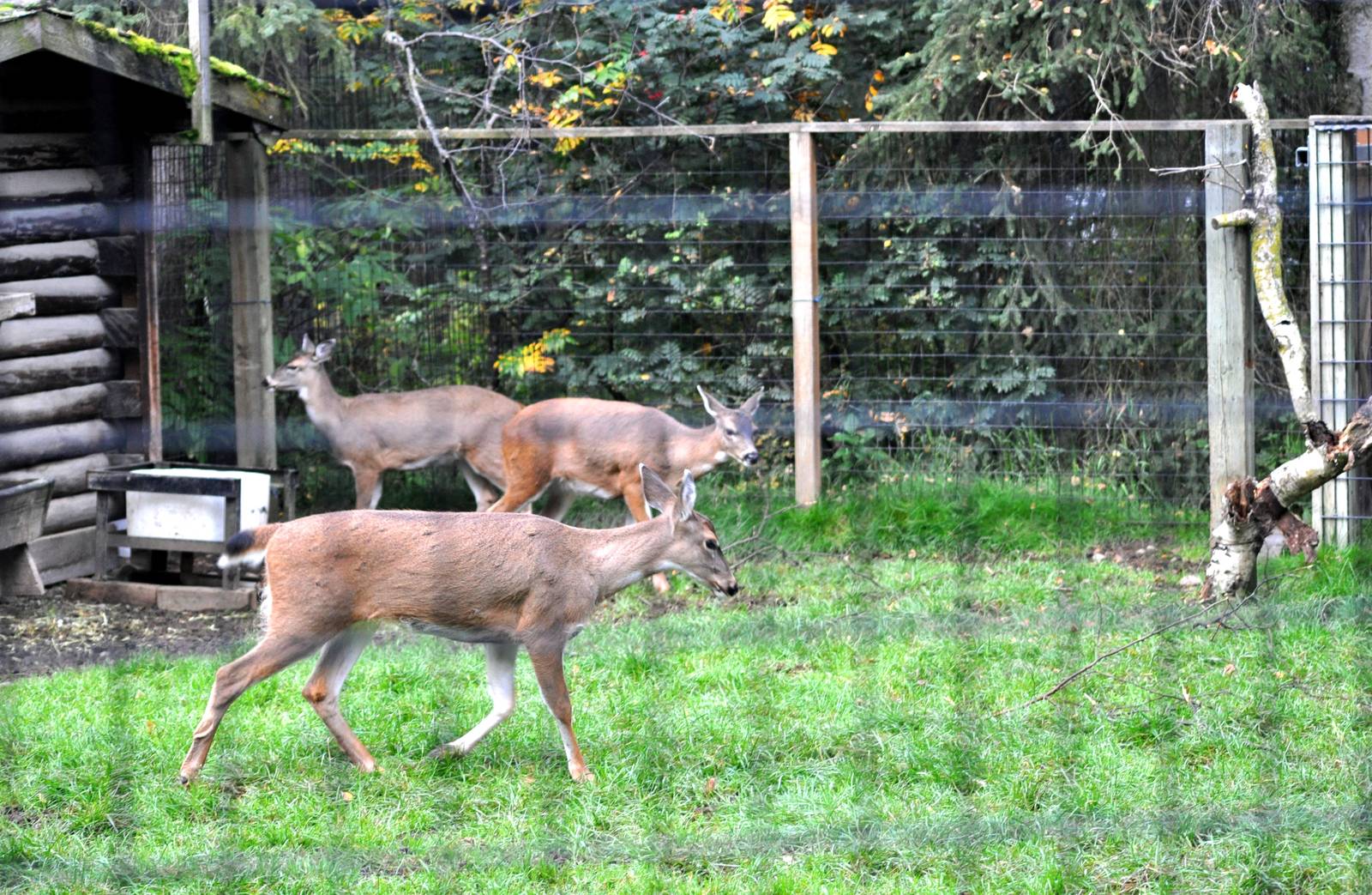 Sitka Black-tailed Deer