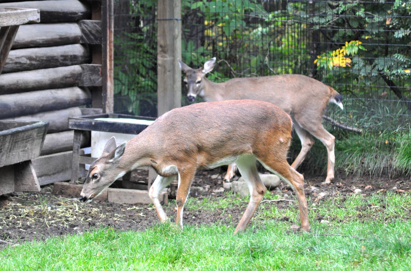 Sitka Black-tailed Deer