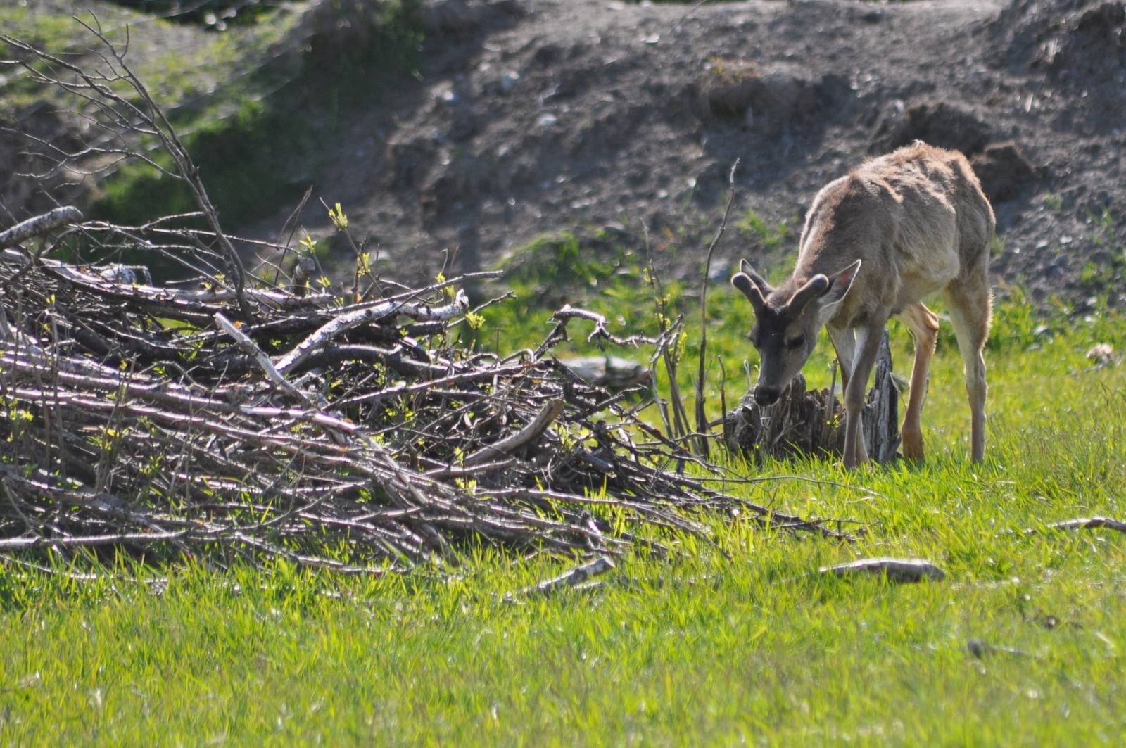 Sitka Black-tailed Deer