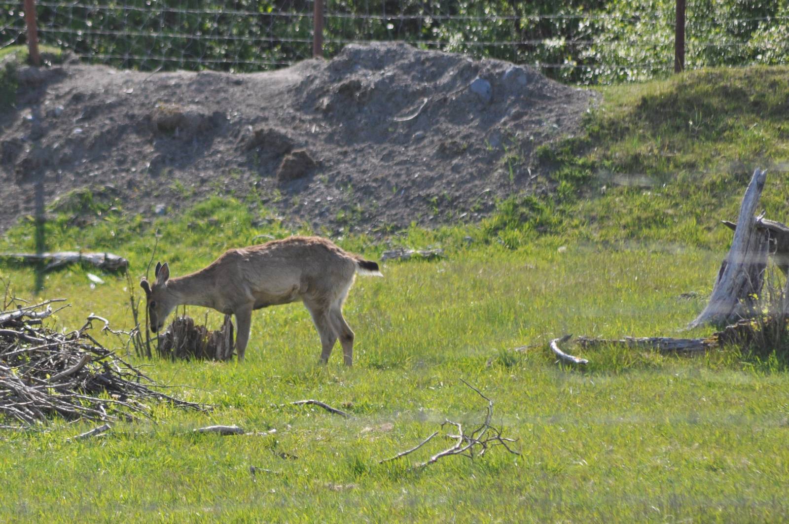 Sitka Black-tailed Deer