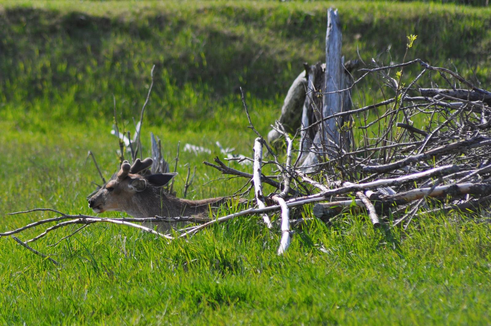 Sitka Black-tailed Deer