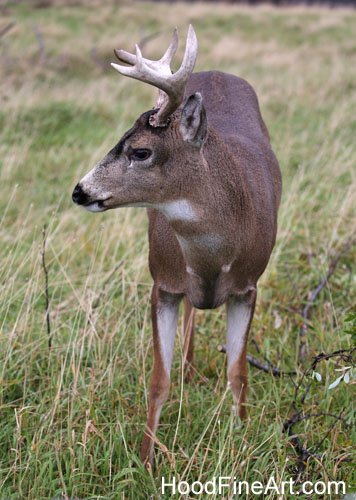 sitka black tailed deer
