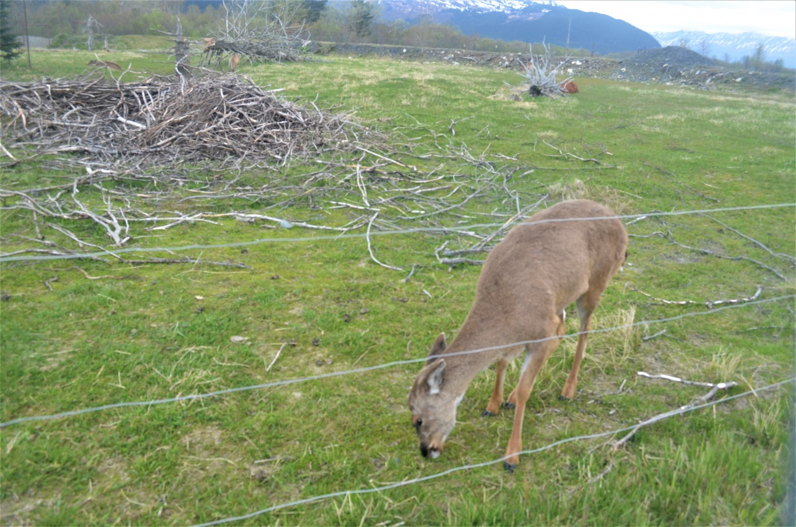 Sitka Black-tailed Deer
