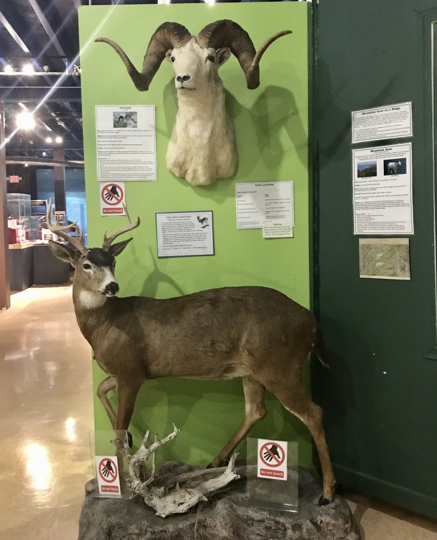 Sitka Black-tailed Deer