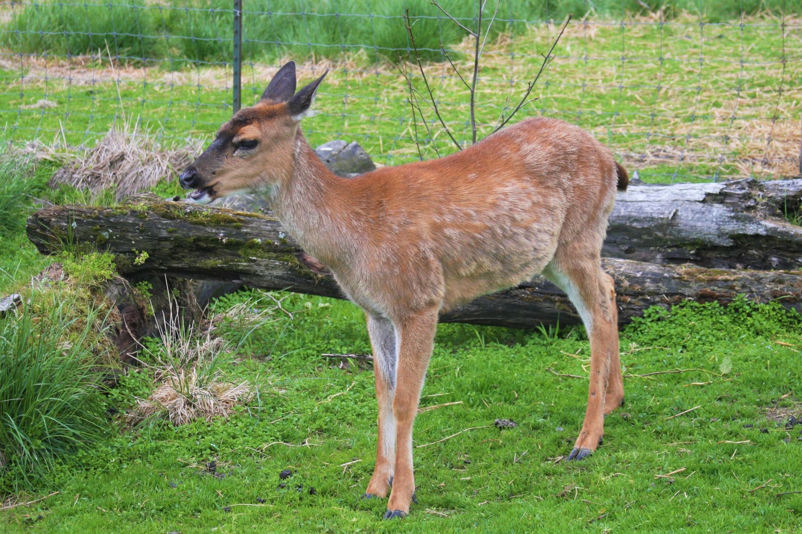 Sitka Black-tailed Deer