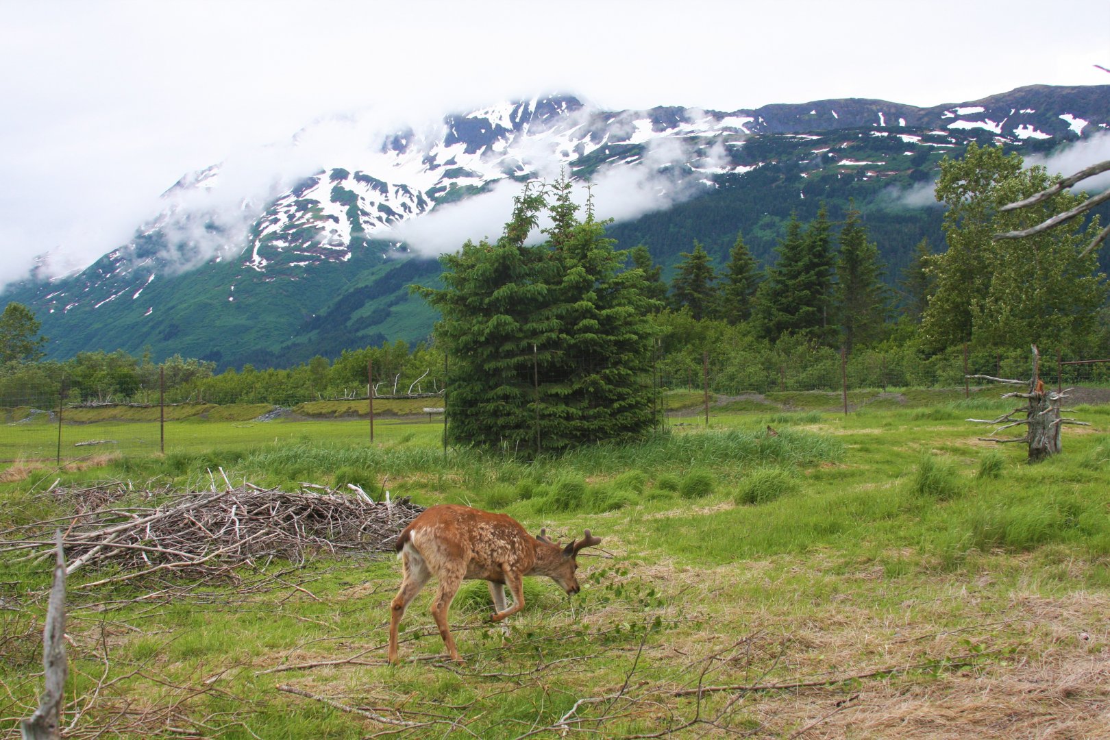 Sitka Black-tailed Deer