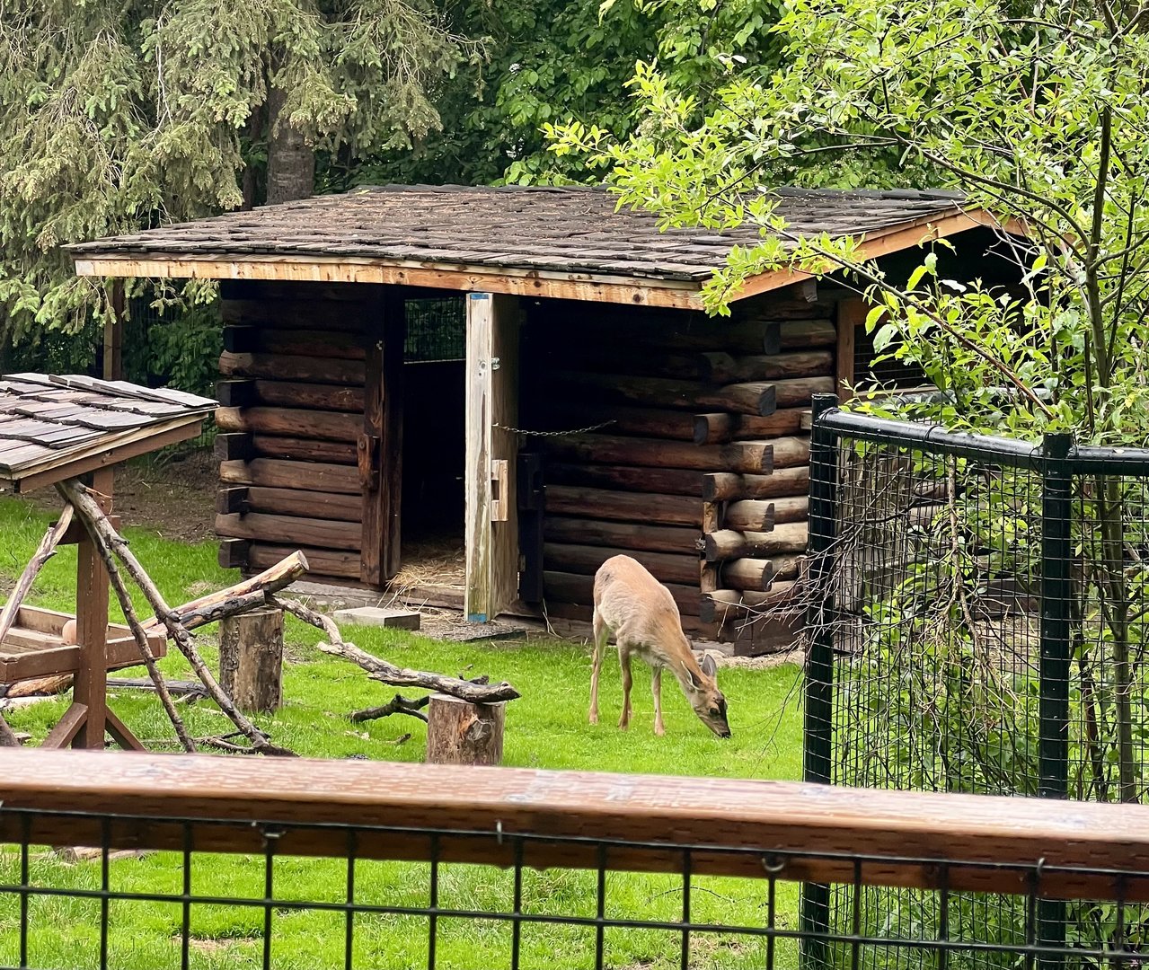 Sitka Black-tailed Deer