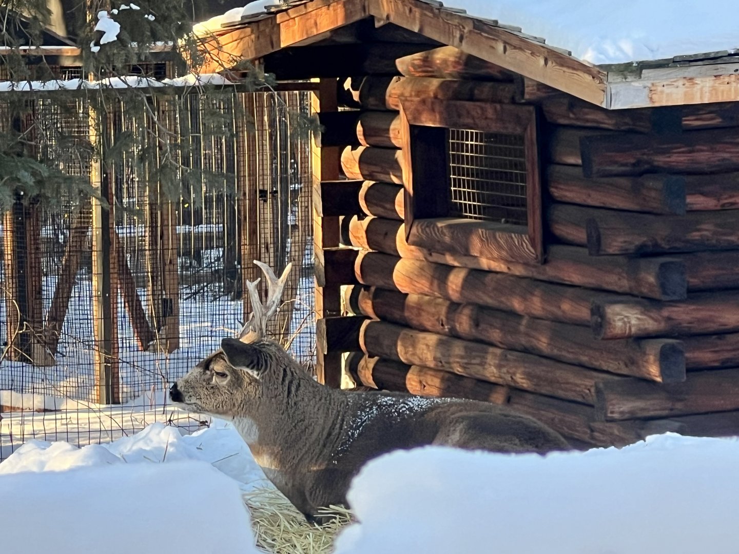 Sitka Black-tailed Deer
