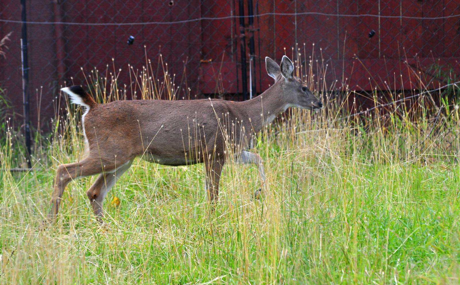 Sitka Black-tailed Doe