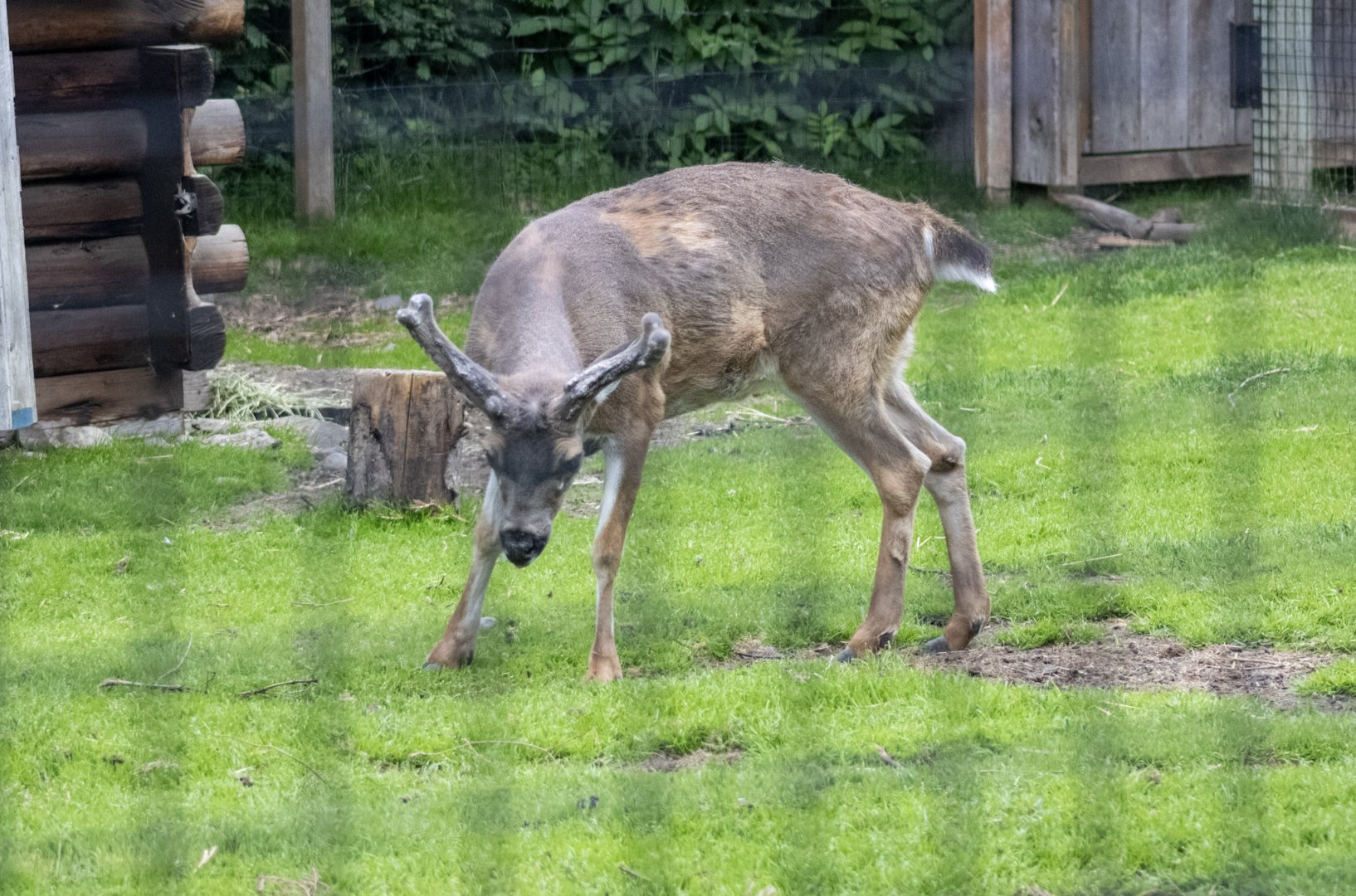 Sitka Blacktail buck