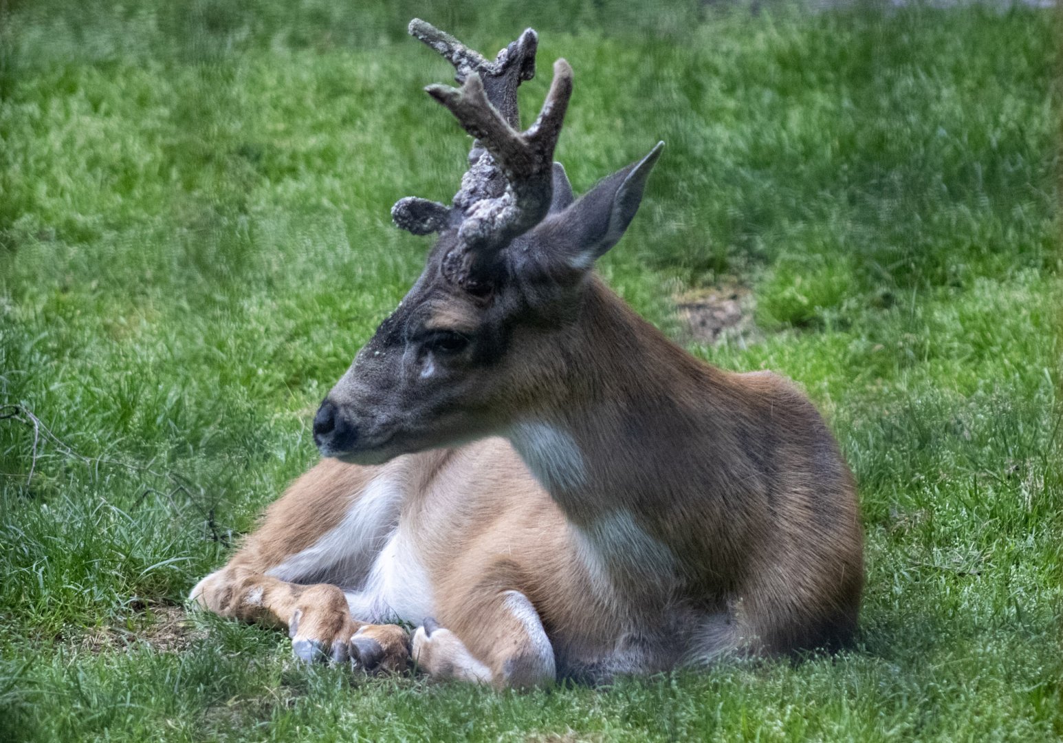 Sitka Blacktail Buck
