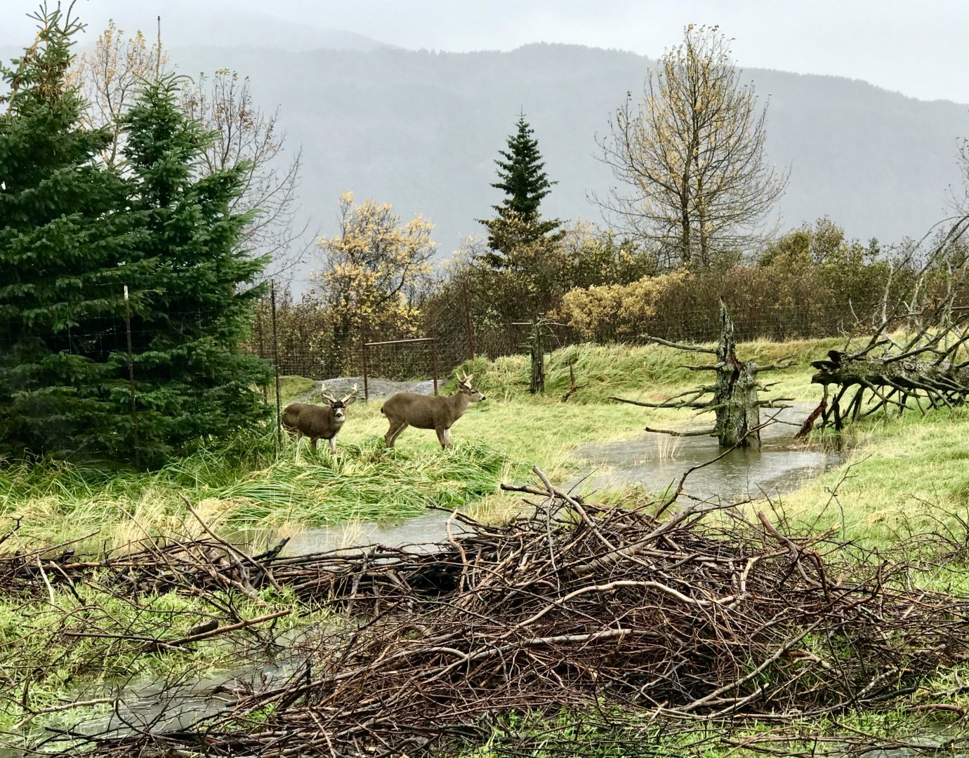 Sitka Blacktail bucks