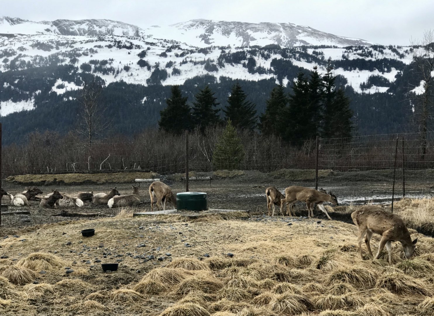 Sitka Blacktail Deer and Elk.