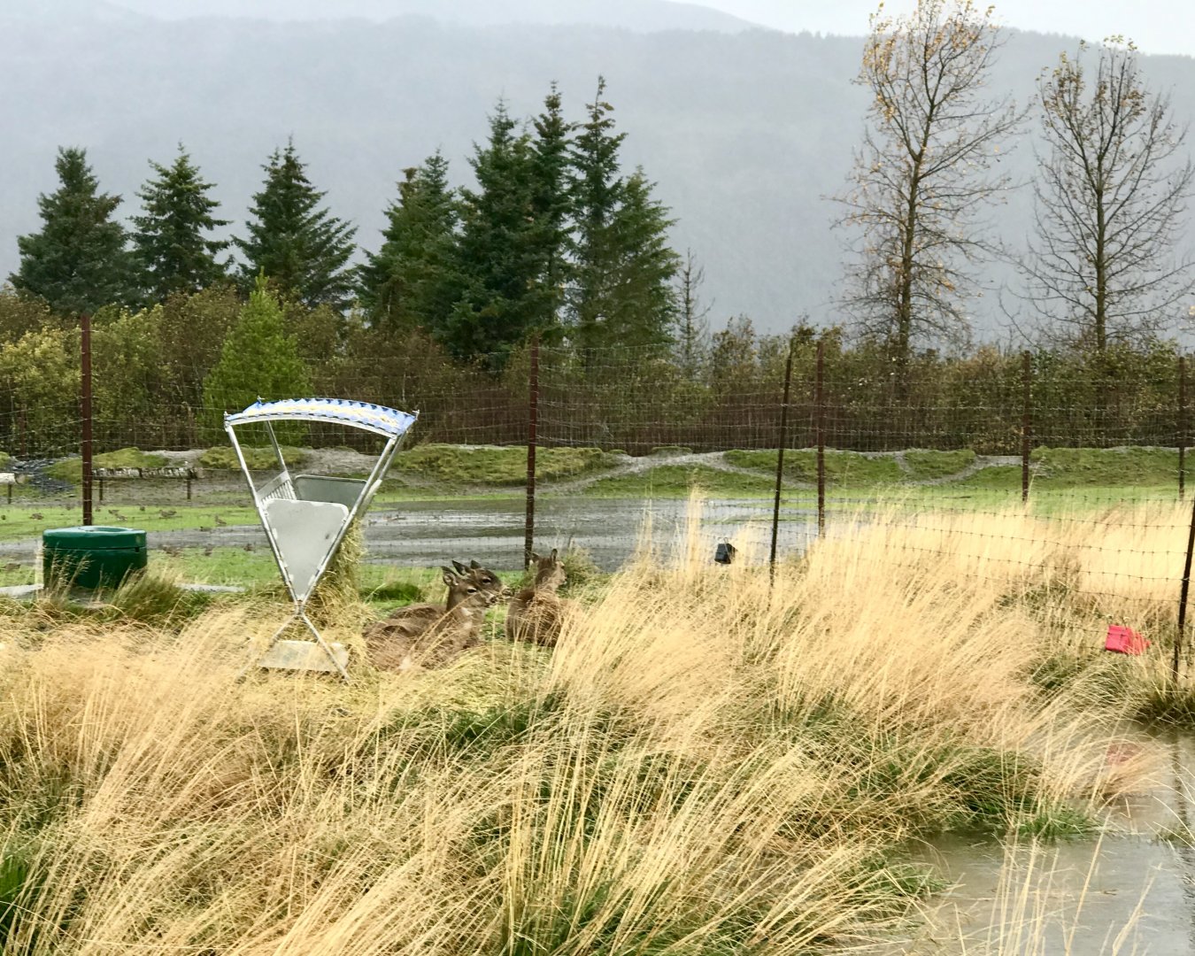 Sitka Blacktail Deer does.