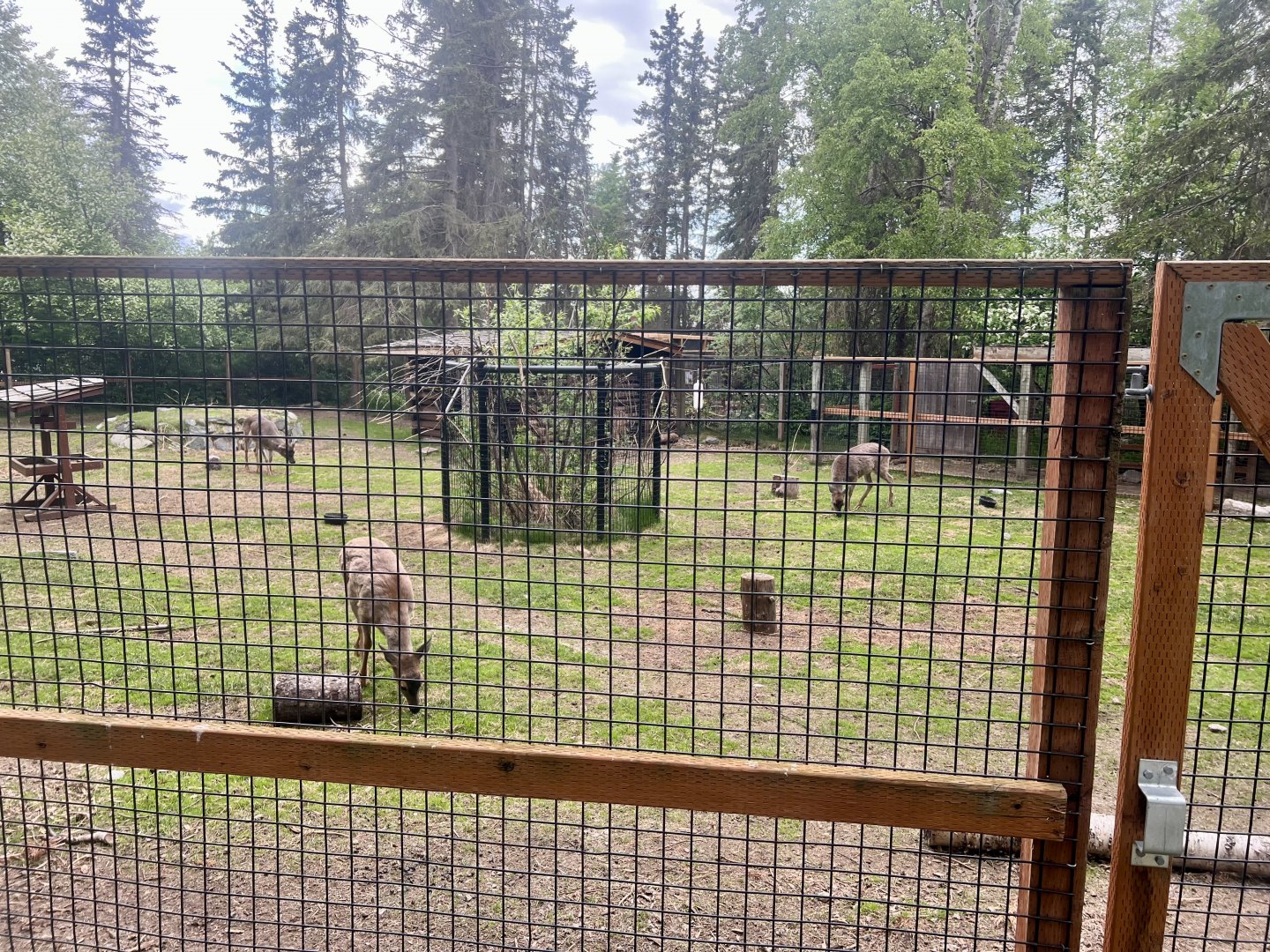 Sitka-blacktail Deer enclosure