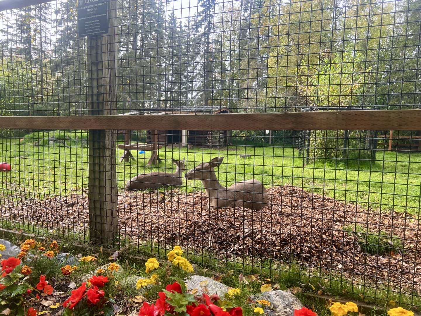 Sitka Blacktail Deer enclosure