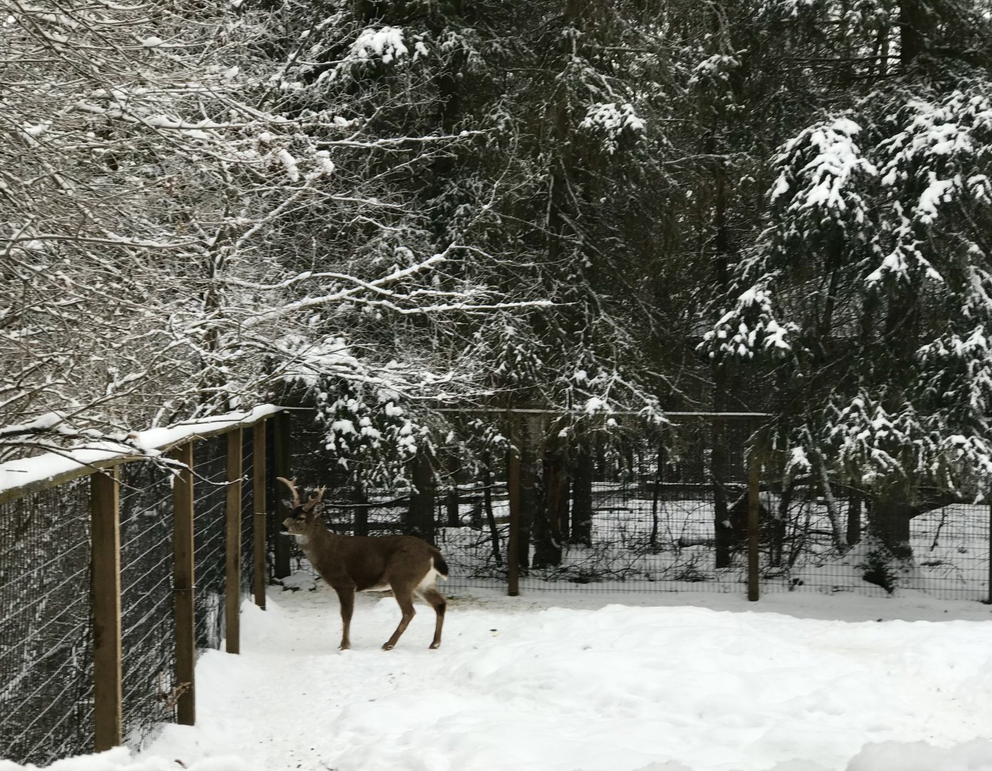Sitka Blacktail Deer Exhibit