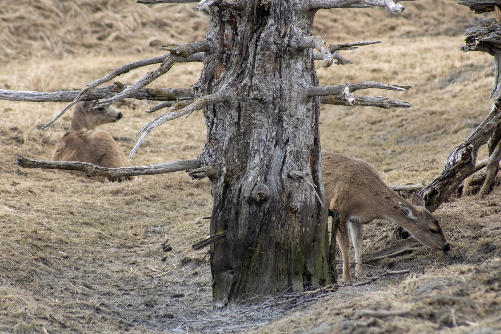 Sitka Blacktail Deer Exhibit