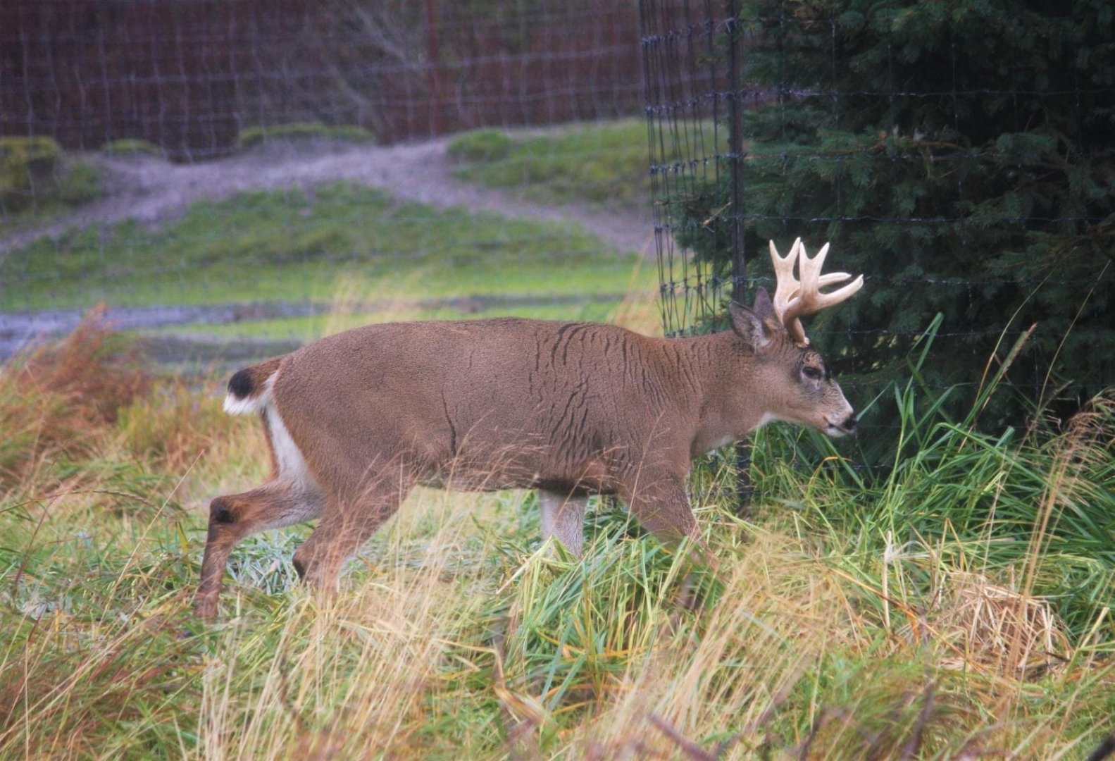 Sitka Blacktail Deer