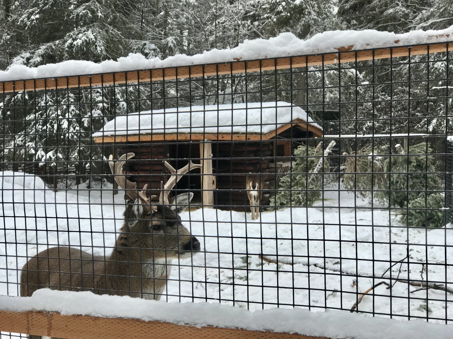 Sitka Blacktail Deer.