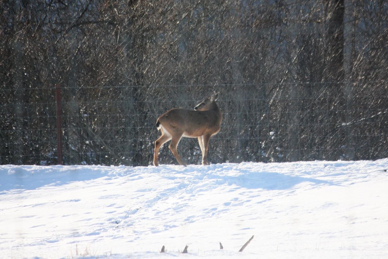 Sitka Blacktail Deer