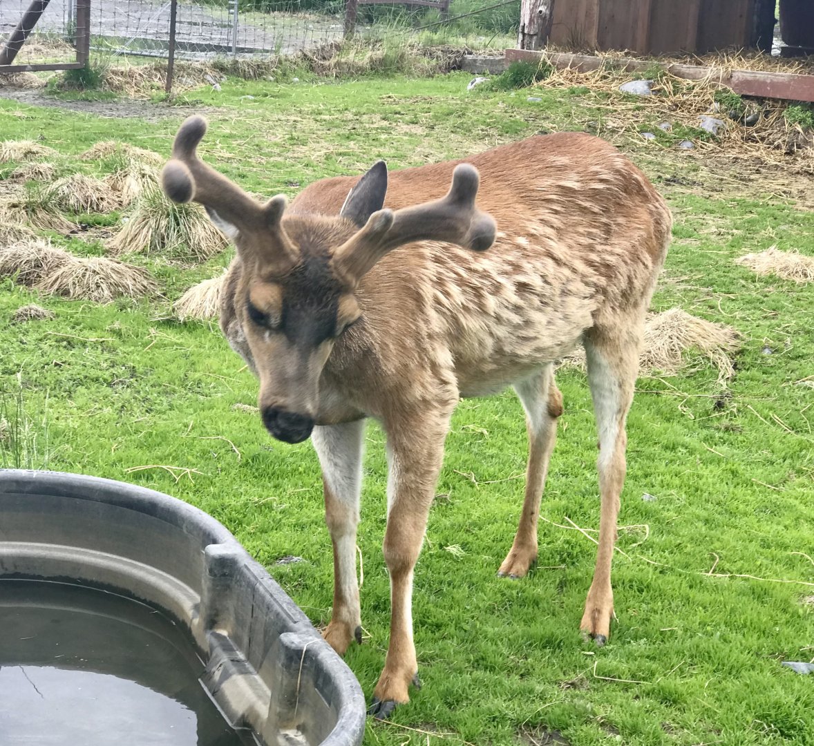 Sitka Blacktail Deer