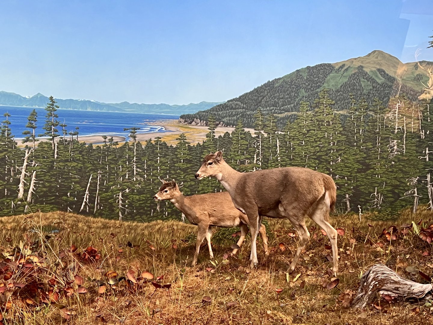 Sitka Blacktail Deer