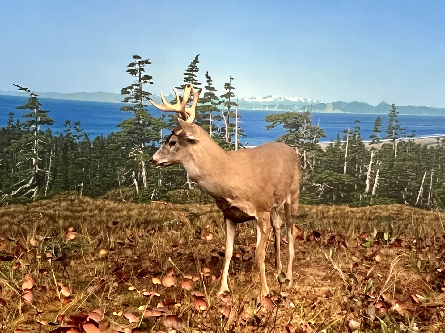 Sitka Blacktail Deer