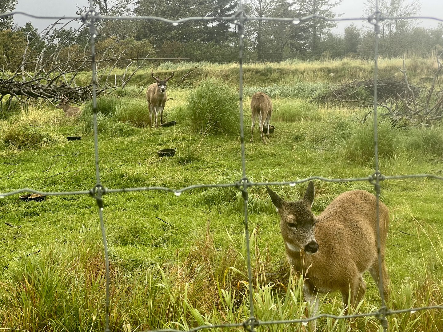 Sitka Blacktail Deer