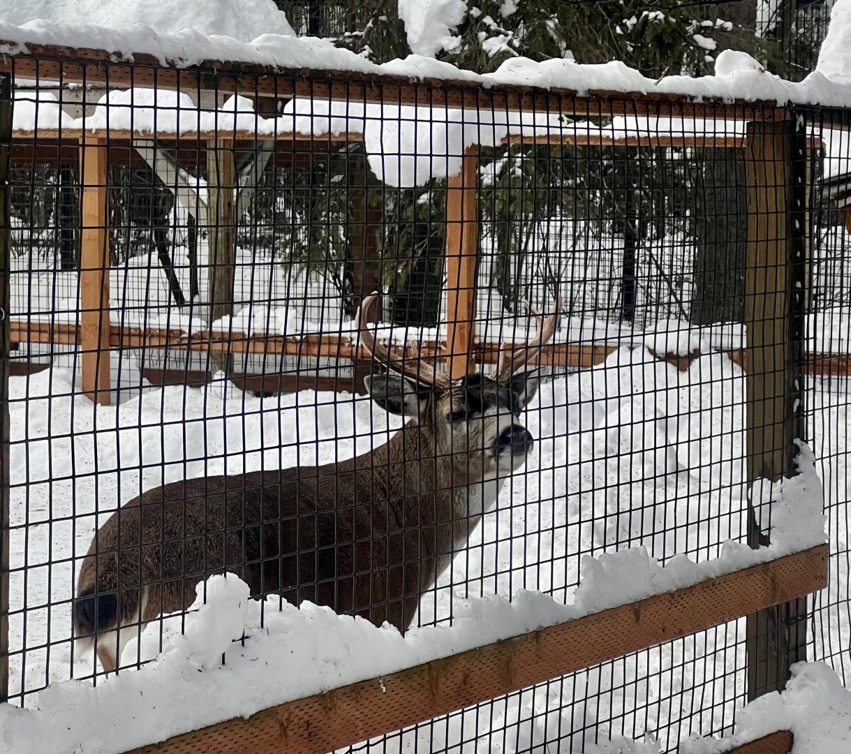 Sitka Blacktail Deer