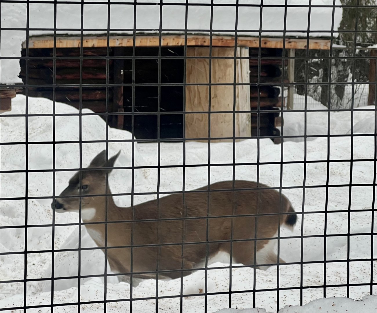 Sitka Blacktail Deer