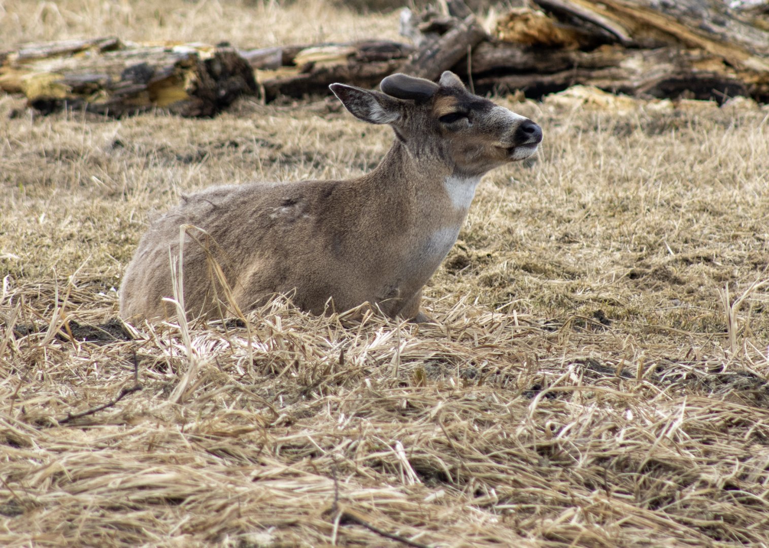 Sitka Blacktail Deer