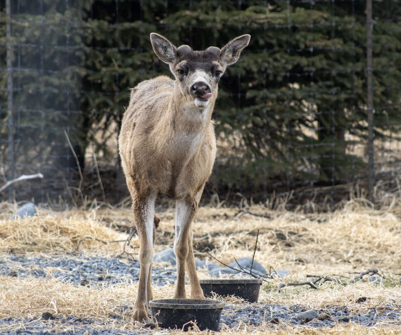 Sitka Blacktail Deer