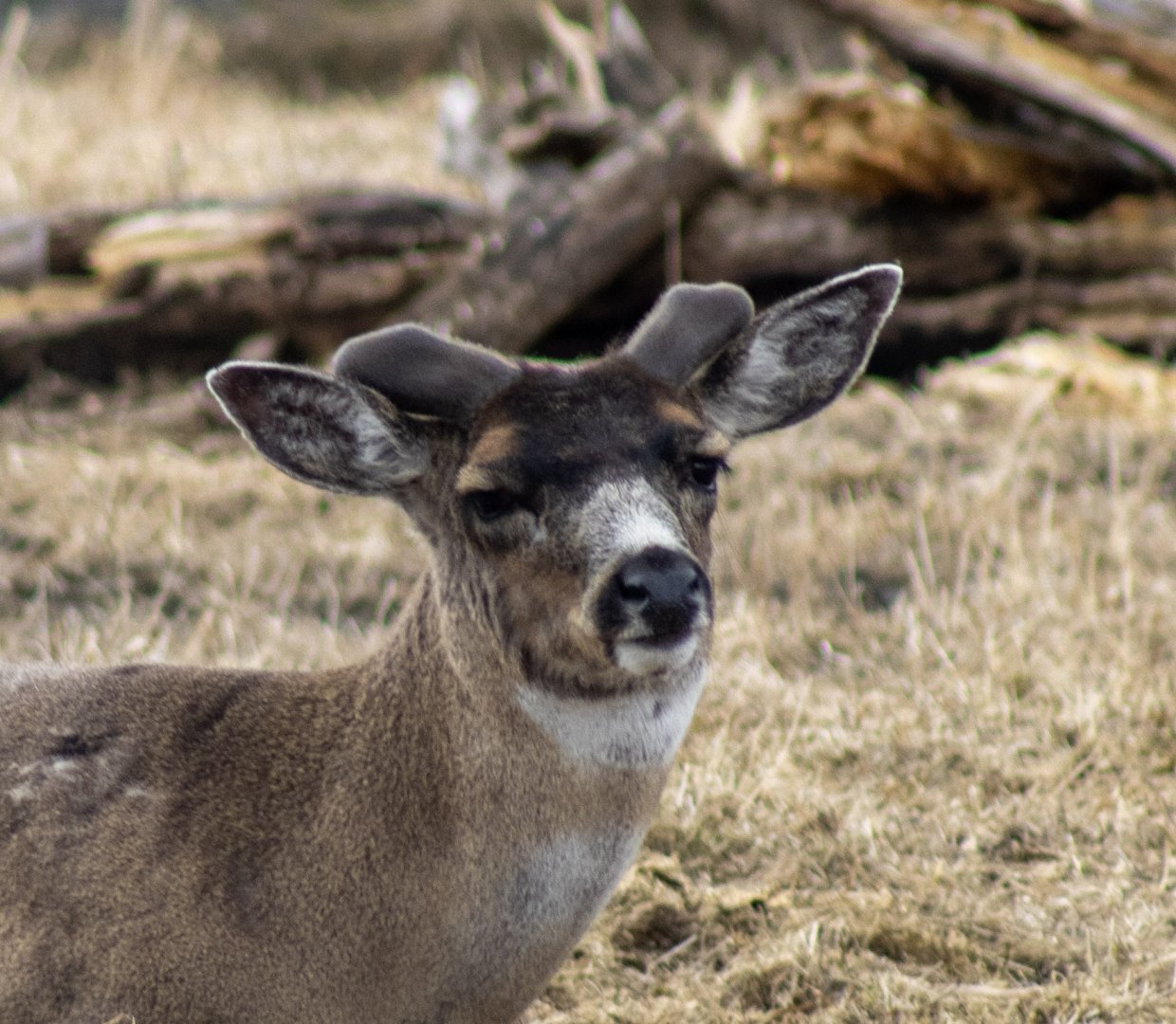 Sitka Blacktail Deer