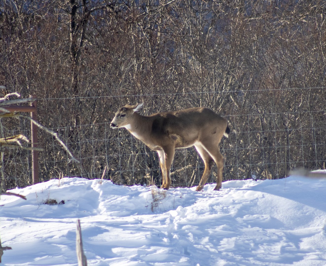 Sitka Blacktail Deer